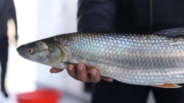 湖南沅水鼎城段首次监测到濒危物种鳤鱼，体长62厘米